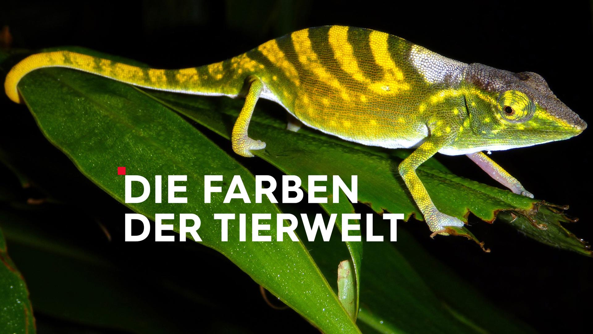 Teaser Die Farben der Tierwelt