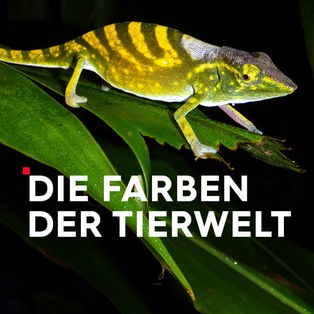 Teaser Die Farben der Tierwelt