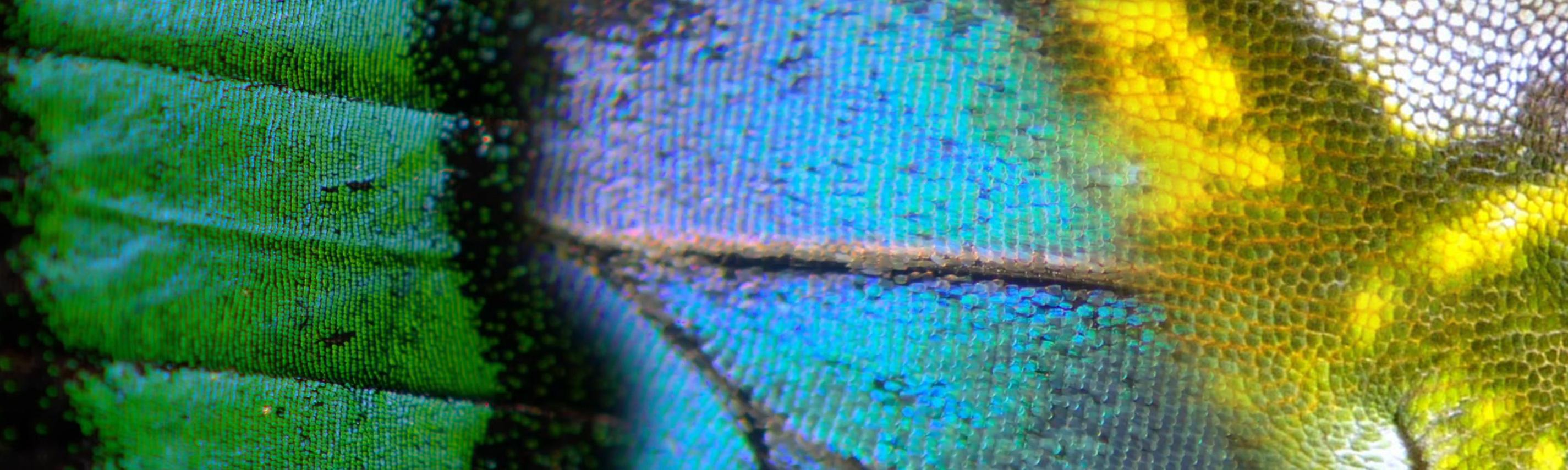 Hintergrund Sendebereich Die Farben der Tierwelt
