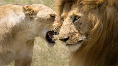 Löwenmännchen und Löwenweibchen im Gras