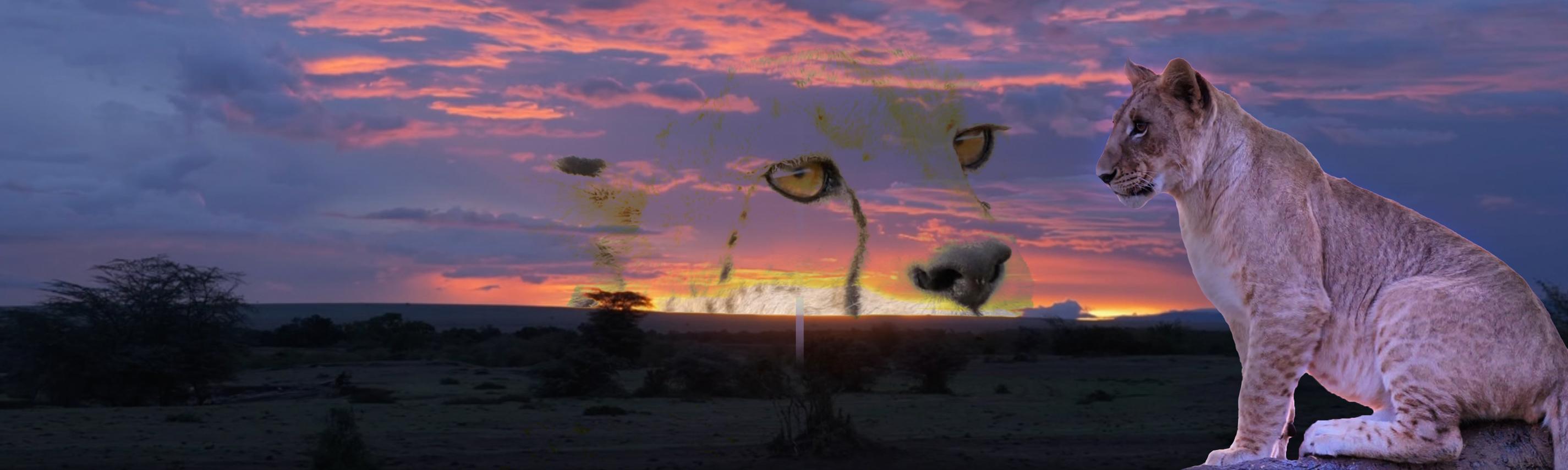 Die Großkatzen der Masai Mara Sendebereich Hintergrund 2850x855
