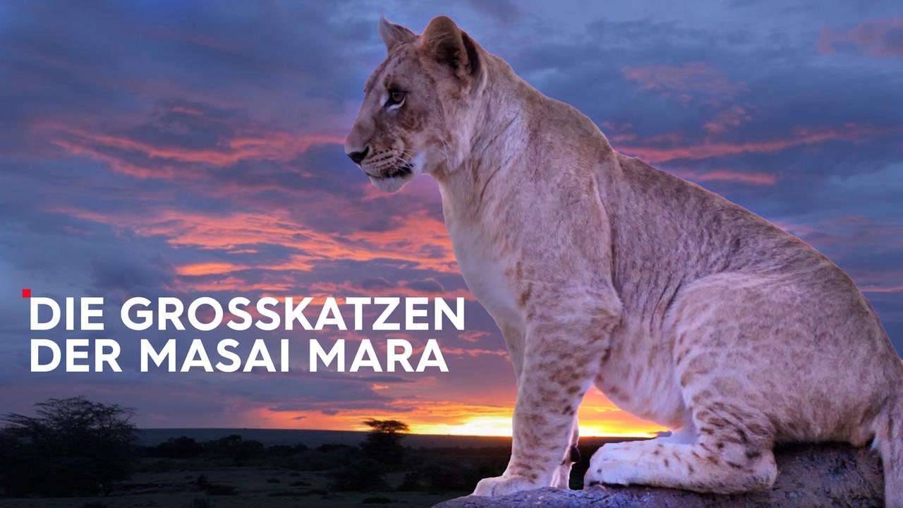 Die Großkatzen der Masai Mara - 3sat-Mediathek