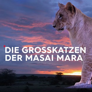 Die Großkatzen der Masai Mara Sendetypical 2400x1350 16zu9