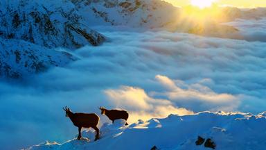 Gämse bei Sonnenaufgang auf einem Felsen im Hochgebirge der Tatra.