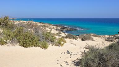  Heller Sandstrand mit niedriger Küstenvegetation und Blick auf das türkisfarbene Meer von Fuerteventura.