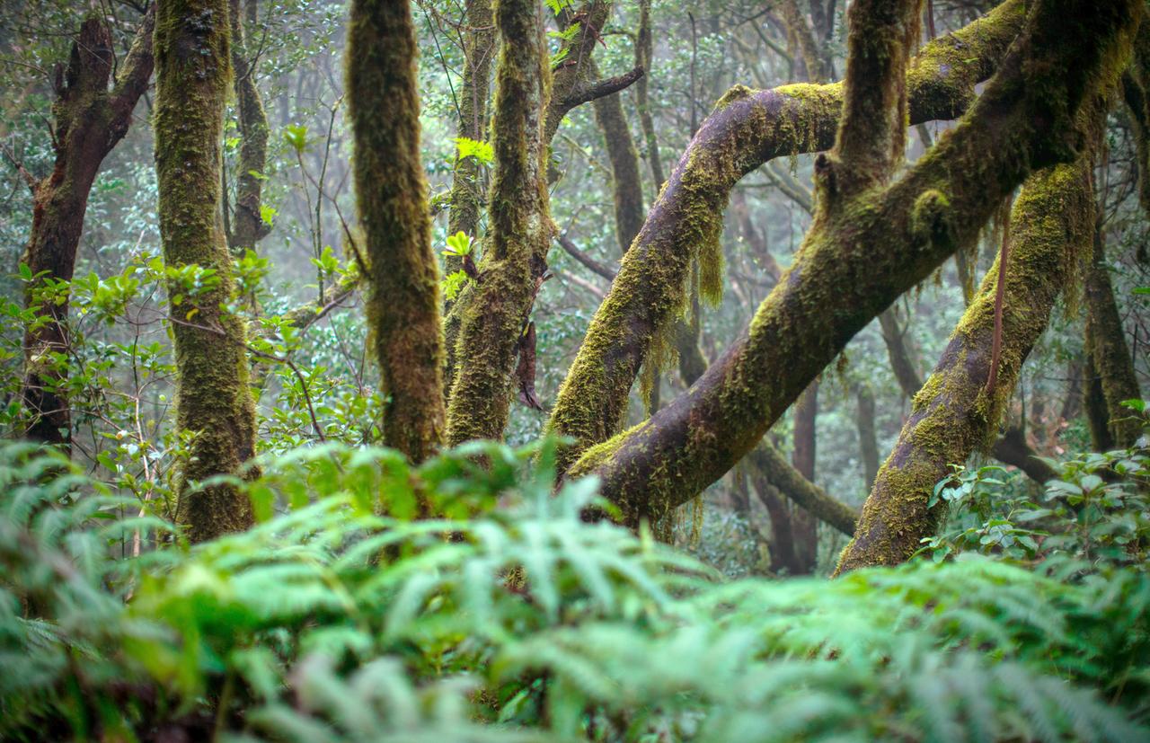 Lorbeerwald im Nationalpark Garajonay, La Gomera.