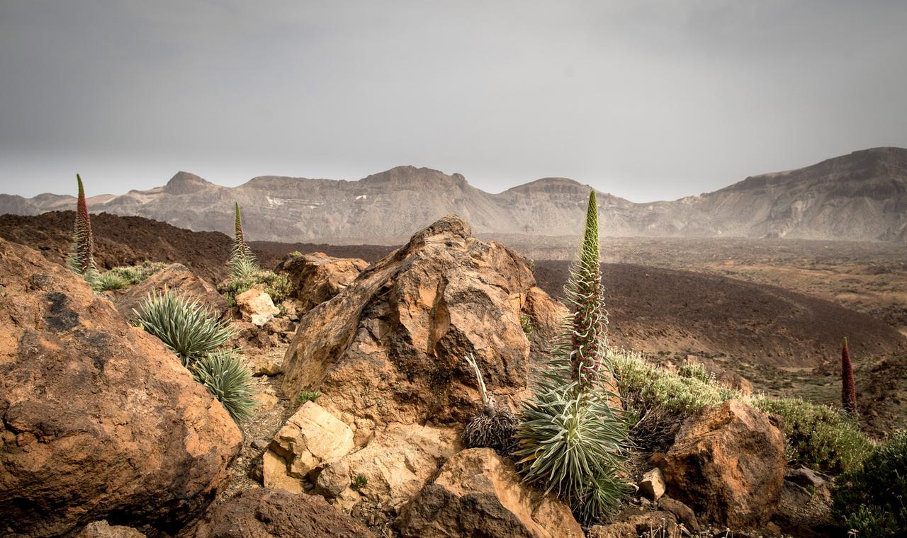 Tajinaste im Teide Nationalpark, Teneriffa