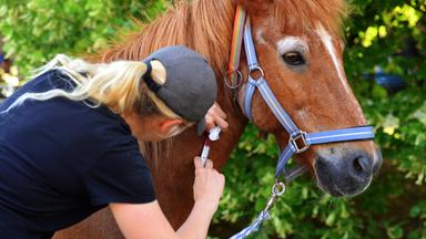 Ein Pferd bekommt eine Spritze