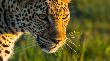 Nahaufnahme einer Leopardin.