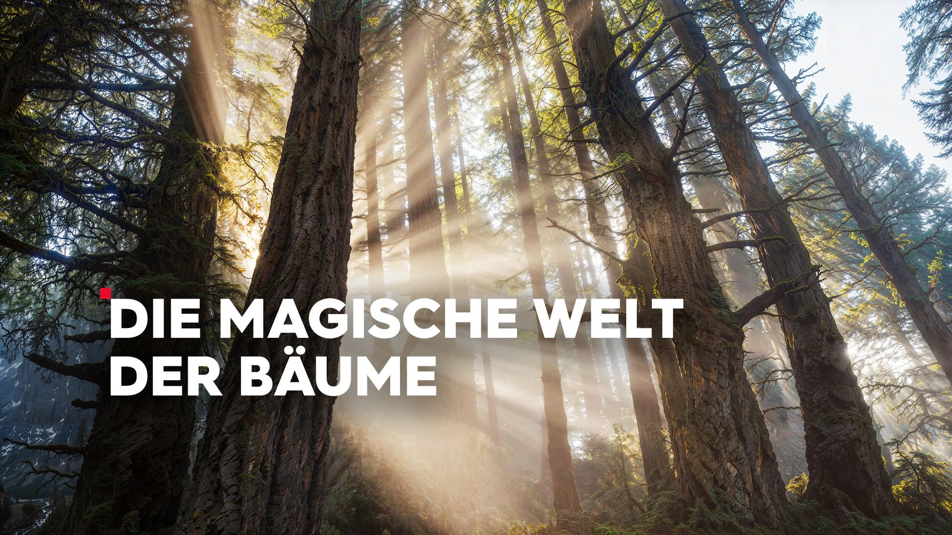 Die magische Welt der Bäume - Sendetypical