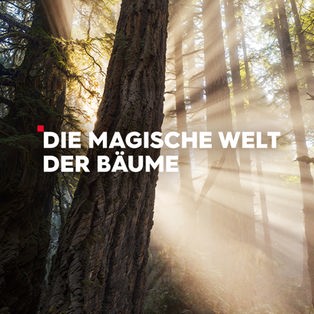 Die magische Welt der Bäume - Sendetypical
