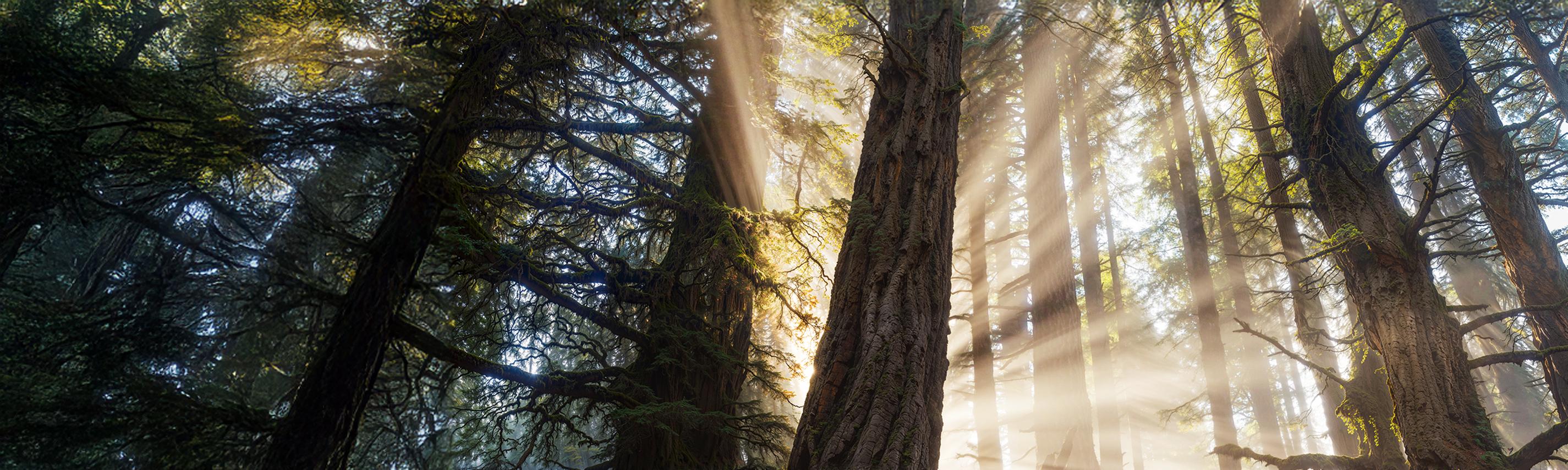 Die magische Welt der Bäume Sendebereich Hintergrund