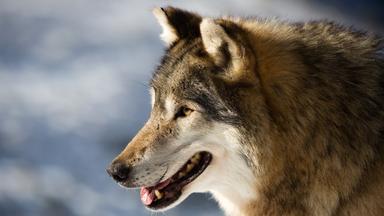 "Terra X: Die Odyssee der einsamen Wölfe (1)": Nahaufnahme eines Wolfes.