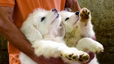 Zwei Hände, die weiße Hundewelpen halten.