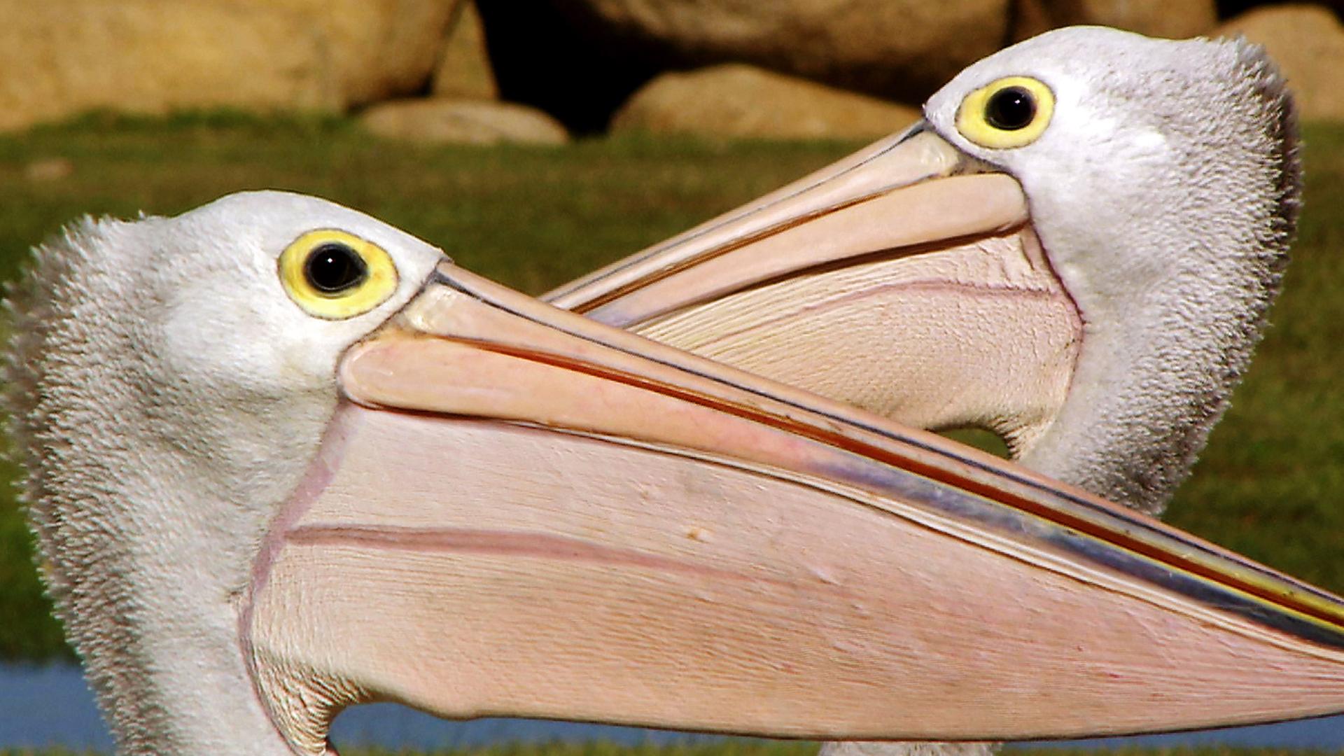 "Die Reise der Pelikane": Zwei australische Brillenpelikane kreuzen ihre Riesenschnäbel