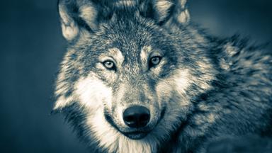 Ein Wolf.