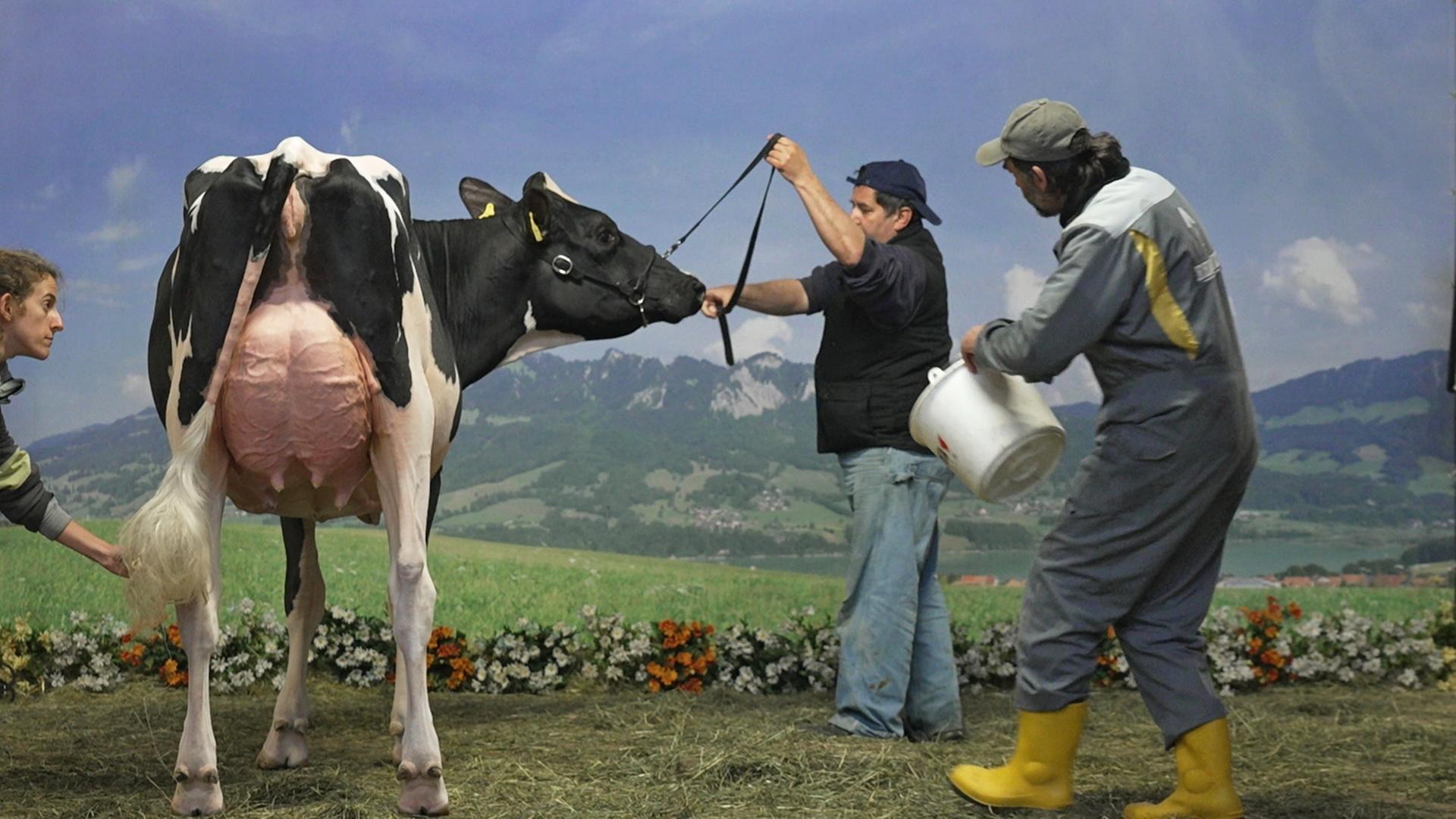 Eine Kuh wird vor einer alpinen Fototapete für ein Fotoshooting von drei Männern positioniert. 