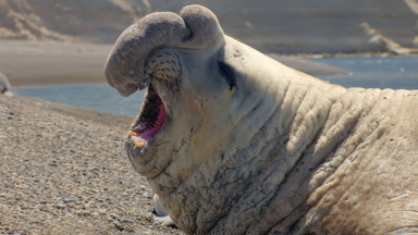 Ein See-Elefanten-Bulle liegt am Strand mit weit geöffnetem Maul, als ob er laut schreit. Im Hintergrund Meer und Felsen.