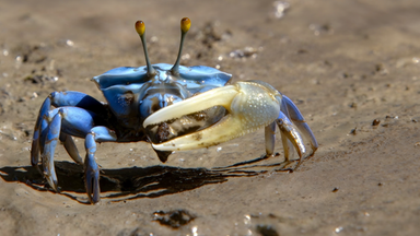 Eine leuchtend blaue Fiddler-Krabbe steht auf schlammigem Boden und hebt ihre übergroße Schere.