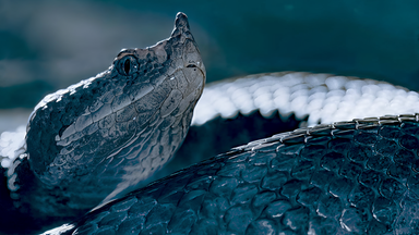 Nahaufnahme einer Europäischen Sandotter mit schimmernden Schuppen im nächtlichen Licht.