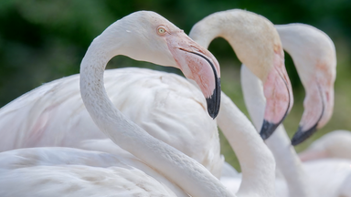 Drei Flamingos mit zart rosa Gefieder stehen nebeneinander in einer Reihe, Fokus auf den vorderen Vogel.