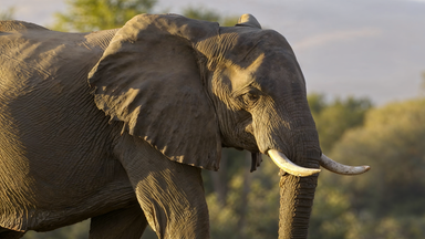 Ein Elefant steht in der abendlichen Savanne, von warmem Sonnenlicht beleuchtet.
