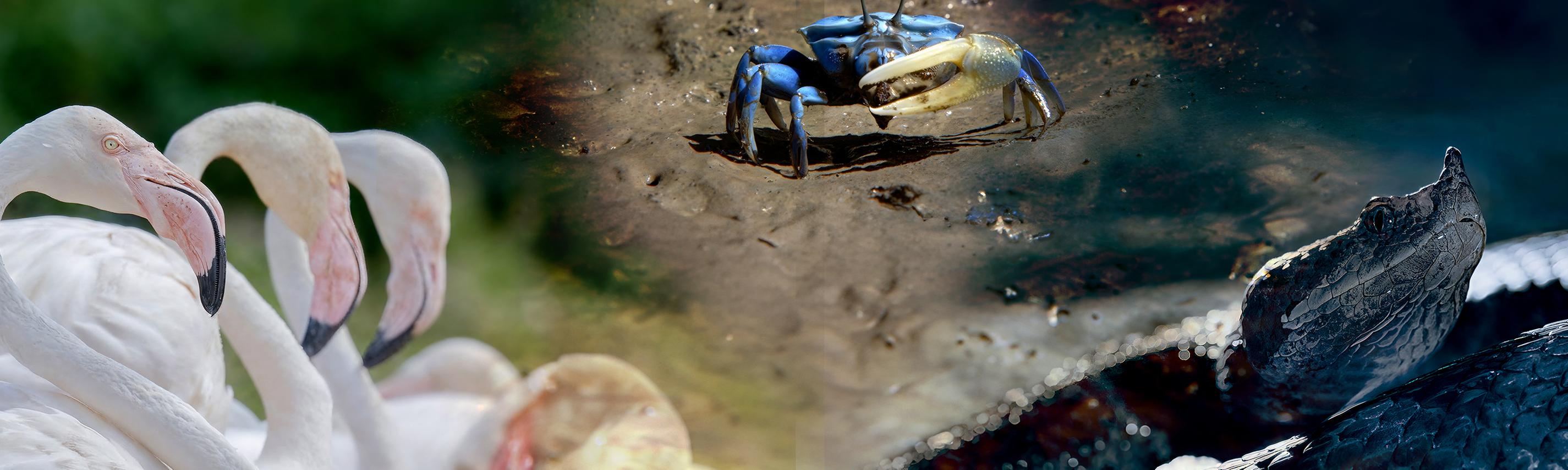 Die Sprache der Tiere Hintergrund Sendebereich