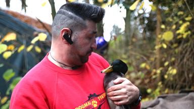 "ZDF.reportage: Die Tierretter - Im Einsatz für Federn, Fell und Flossen": Tierretter Marcus Barke hält eine Ente im Arm und schaut sie liebevoll an.