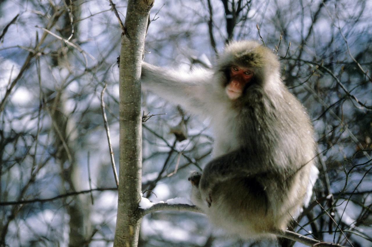 Japanmakak (Macaca fuscata fuscata), Japan