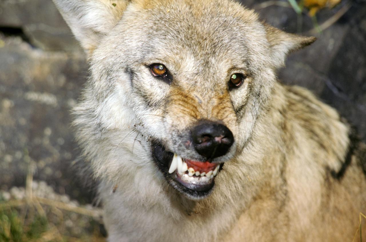 Wolf (Lupis lupis), Europäische Alpen