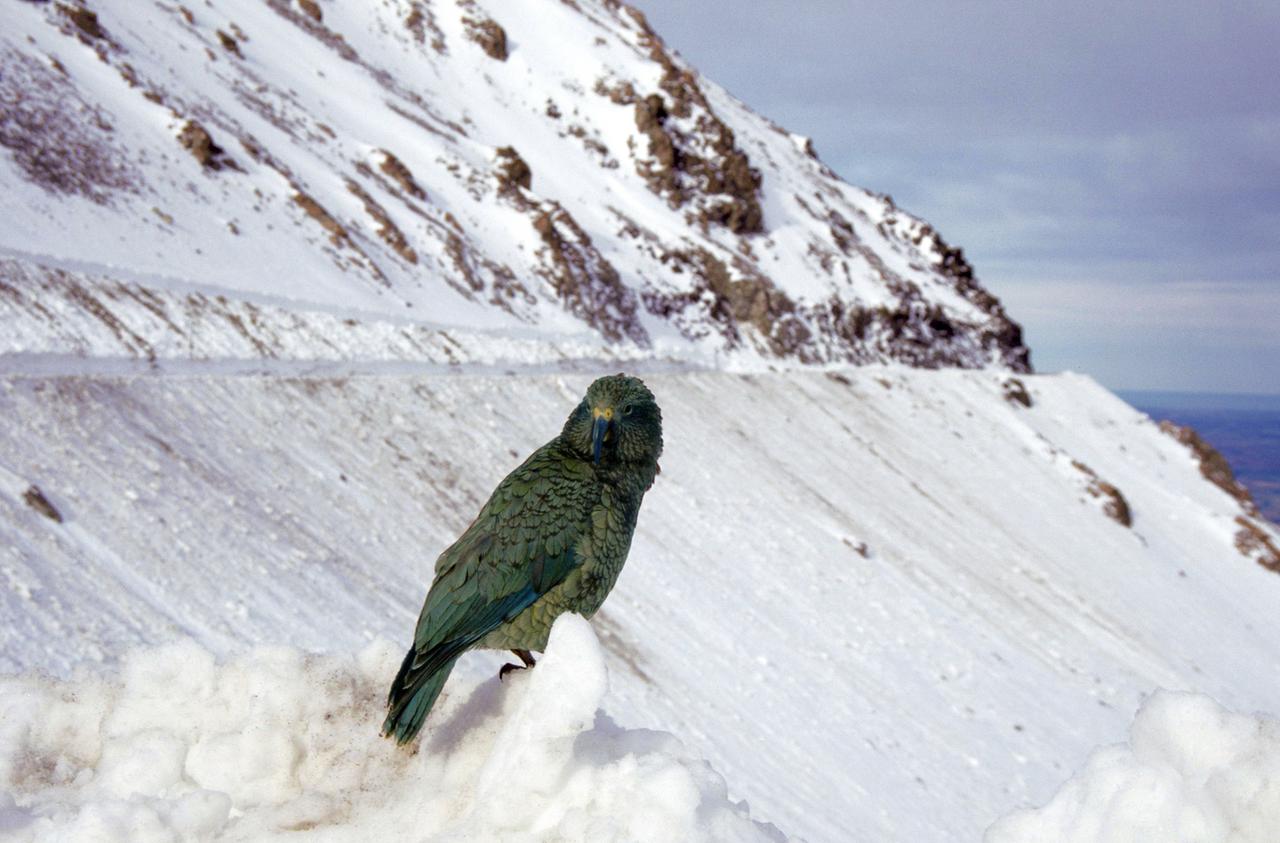 Kea oder Bergpapagei (Nestor notabilis), Neuseeland