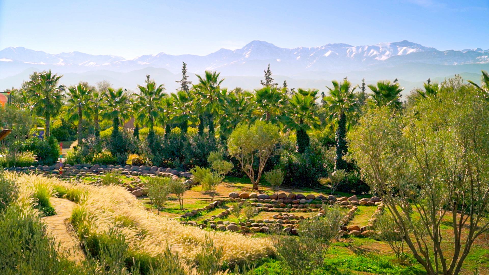 Blick auf Palmen und Gebirge