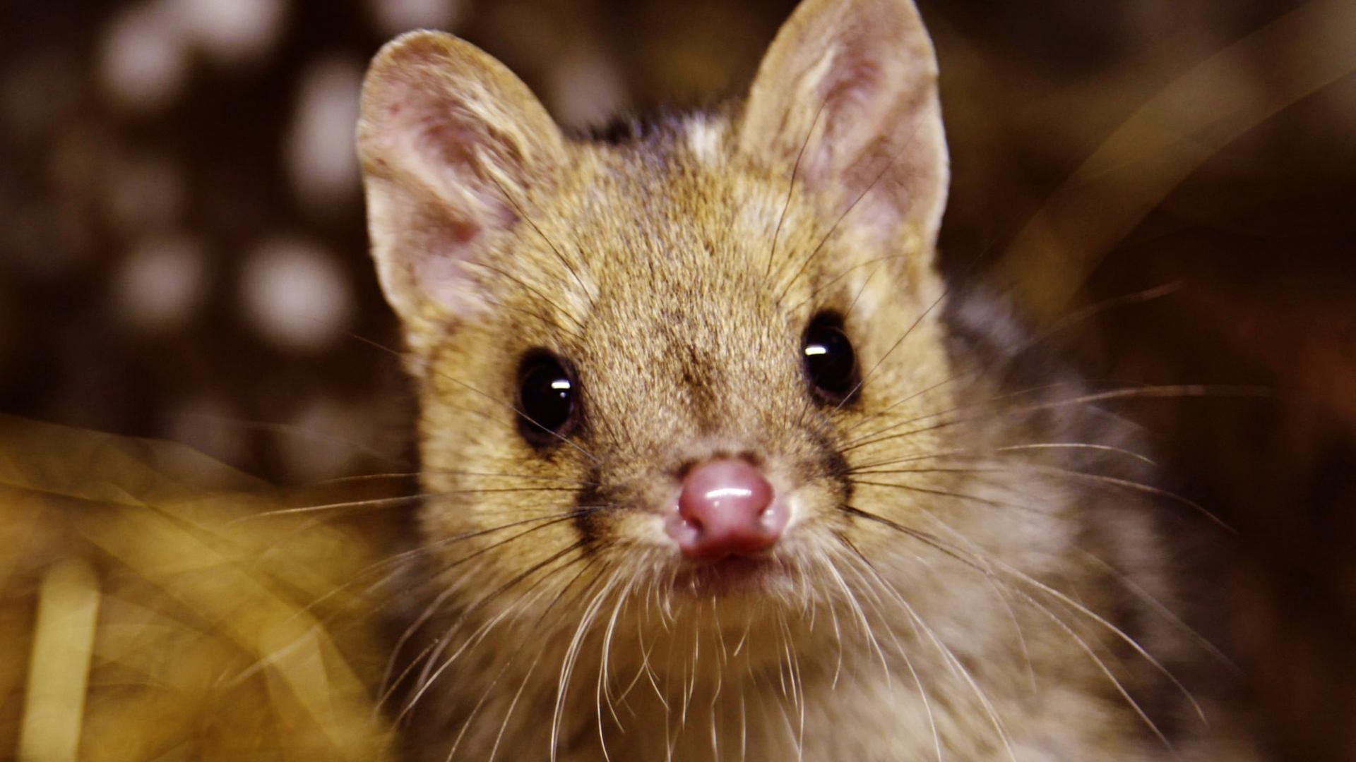 "Die Welt der Tüpfelbeutelmarder": Porträt eines hellen Tüpfelbeutelmarders