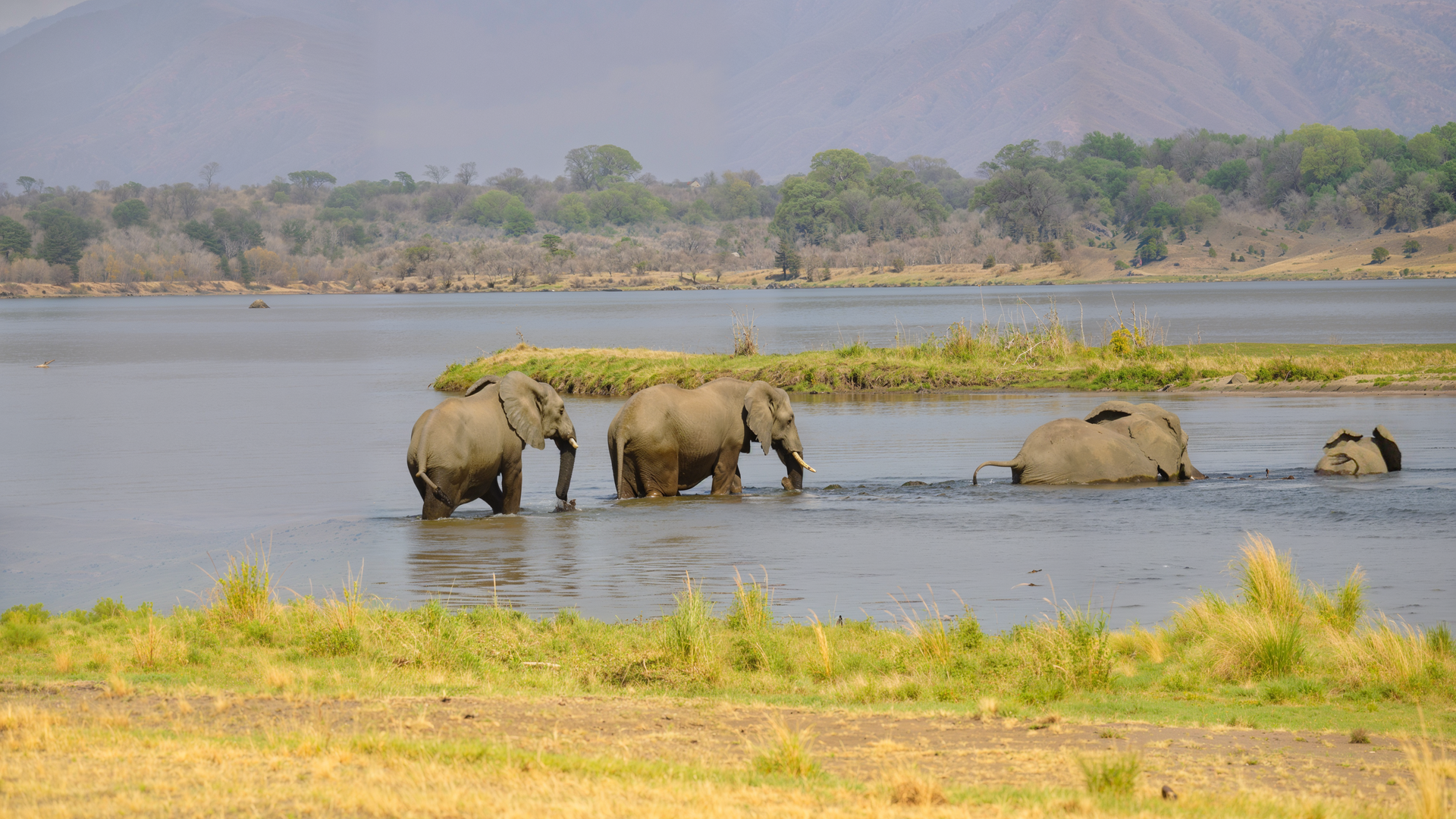 "Die wilden Flüsse Afrikas - Sambesi": Vier Elefanten auf dem Weg in und durch den Fluss.