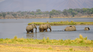 "Die wilden Flüsse Afrikas - Sambesi": Vier Elefanten auf dem Weg in und durch den Fluss.