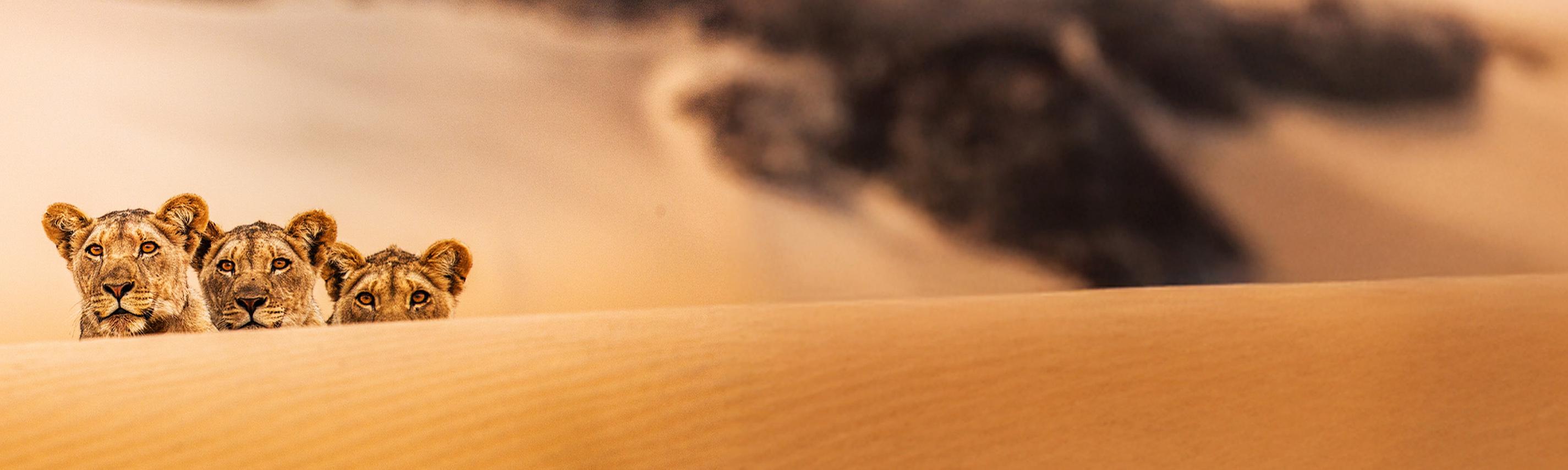 Die Wüstenlöwen der Namib Sendebereich Hintergrund