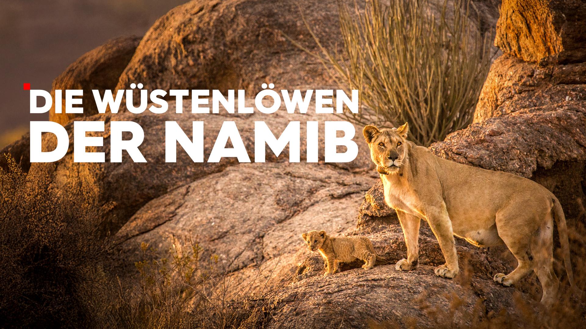 Die Wüstenlöwen der Namib Sendetypical