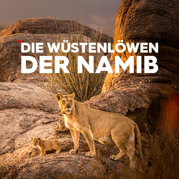 Die Wüstenlöwen der Namib Sendetypical