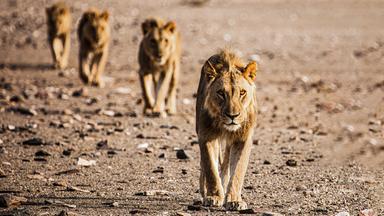 Die Wüstenlöwen der Namib - Aufbruch und Wiederkehr
