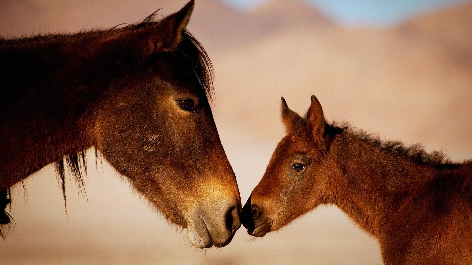Eine Stute mit ihren Fohlen in der Wüste Namibias