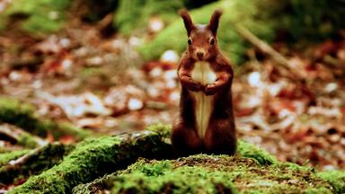 Eichhörnchen im Herbstwald.