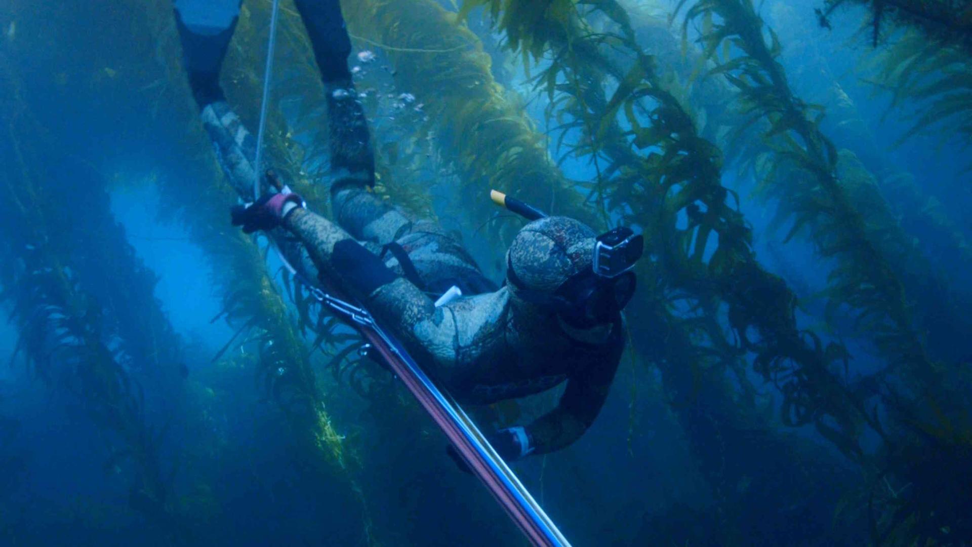 Die Harpunentaucherin Mitsuki Hara schwimmt Unterwasser zwischen Wasserpflanzen.