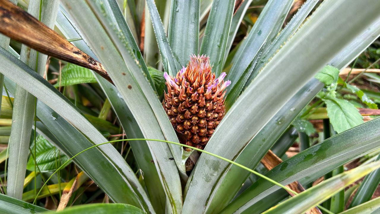 Das Bild zeigt eine Ananas-Pflanze. Im Vordergrund ist der fruchttragende Teil mit kleinen, orangefarbenen und lila Blüten zu sehen. Die grünen, spitzen Blätter umgeben die Frucht.