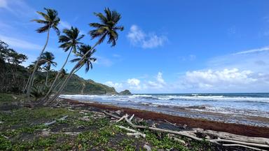 Die Aufnahme zeigt einen Strand mit Palmen und sanften Wellen. Im Hintergrund sind grüne Berge und ein klarer, blauer Himmel sichtbar. Am Strand liegen Äste und Seegras.