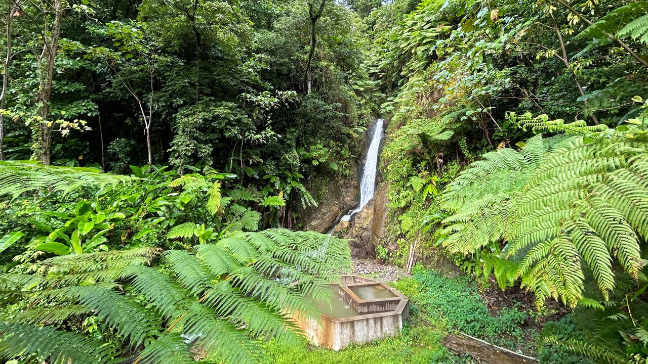 Im Bild sind üppige grüne Pflanzen und Farne in einem tropischen Garten zu sehen. Im Hintergrund fließt ein schmaler Wasserfall über eine Felsenwand. Der Himmel ist teilweise bewölkt.