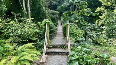 Das Bild zeigt eine schmale, hölzerne Brücke, die über einen begrünten Weg führt. Umgeben von dichter Vegetation, einschließlich Farne, Sträucher und Bäume, führt der Weg in einen bewaldeten Bereich.