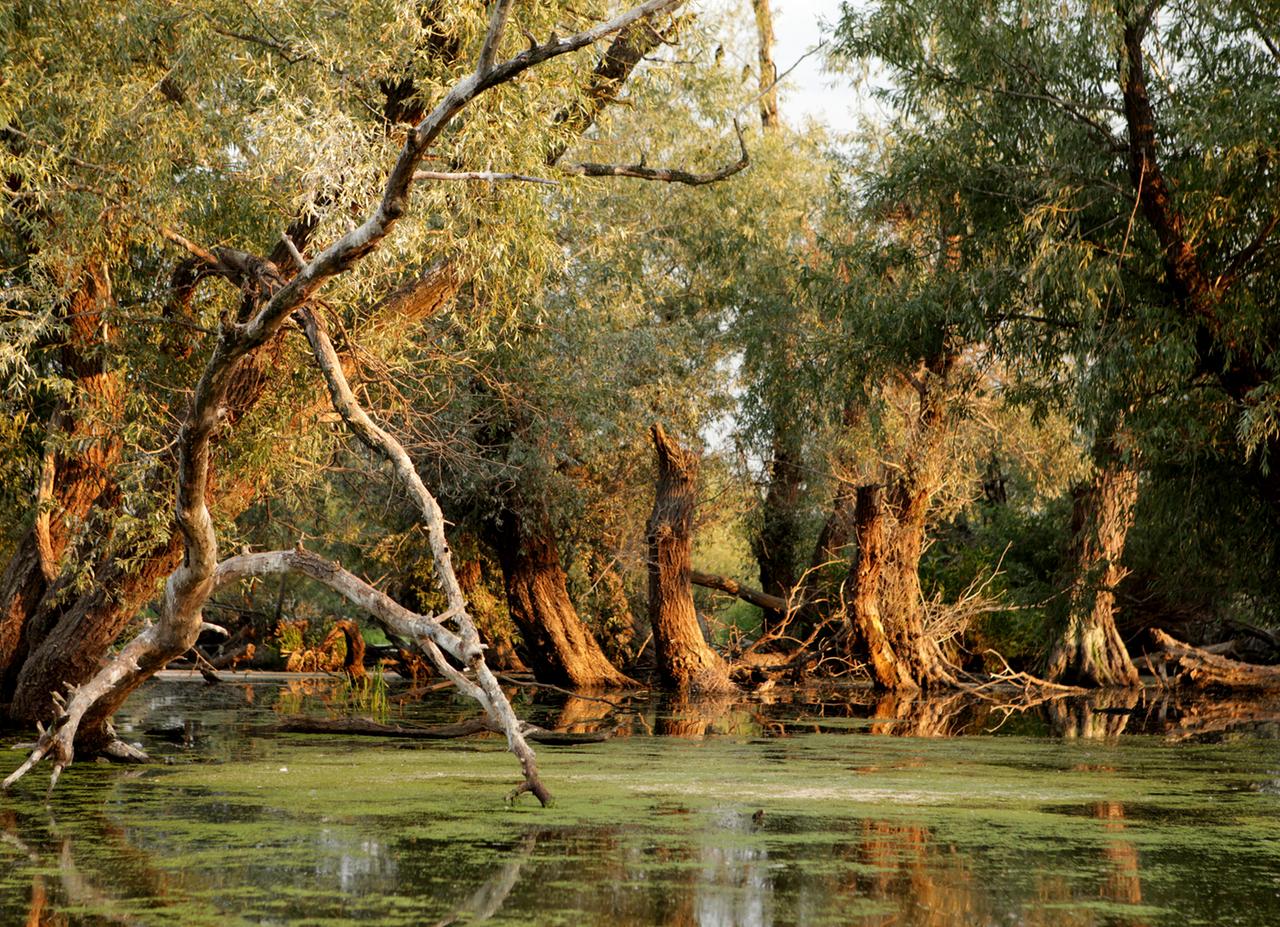 Weiden im Wasser