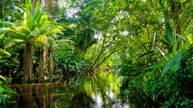 Blick von einem Fluss aus auf einen tropischen Wald.