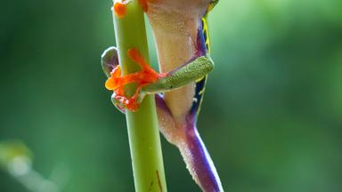 Frosch im Dschungel