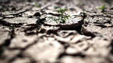 Trockene Erdschollen mit einer kleinen grünen Pflanze